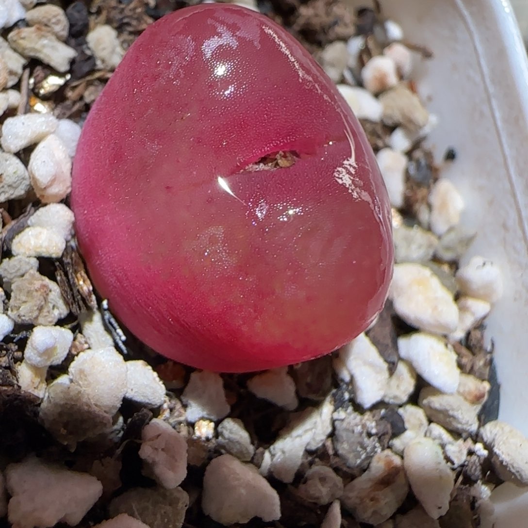 肉锥多肉植物百科26-855