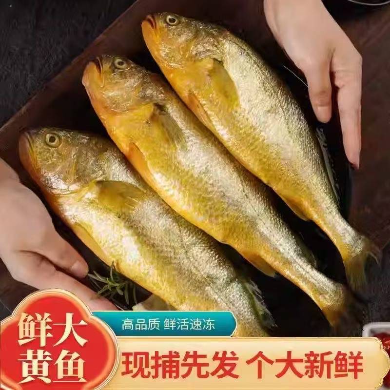【京东发货】深海新鲜大黄鱼黄花鱼冰鲜速冻发货海鱼 码头直发