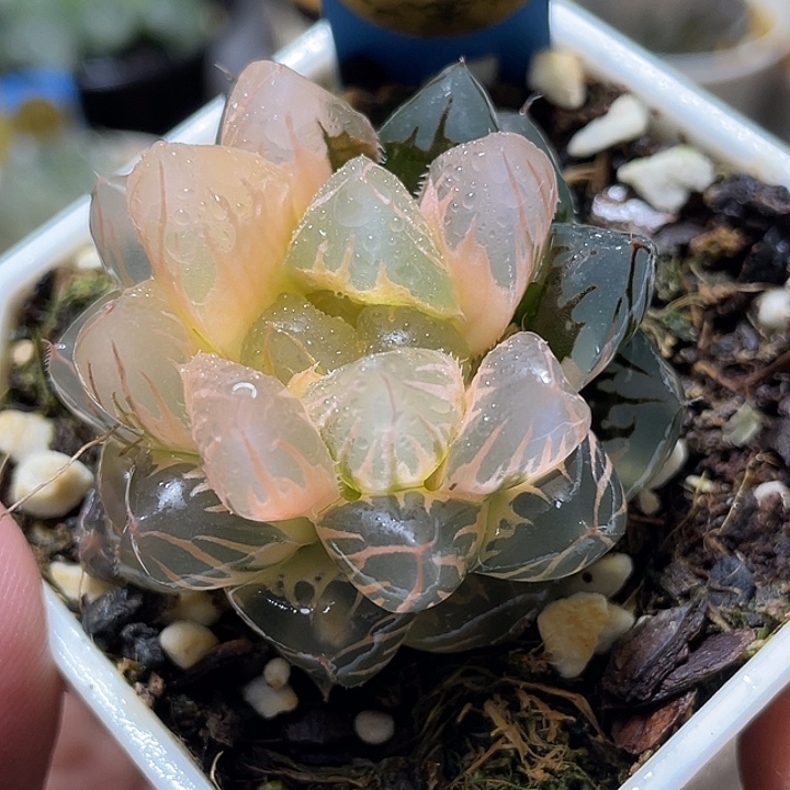 753巨大化水中月糊斑