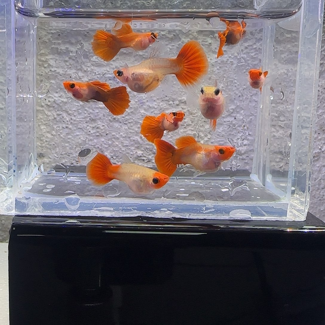 孔雀鱼深海蓝玻璃猫。110号