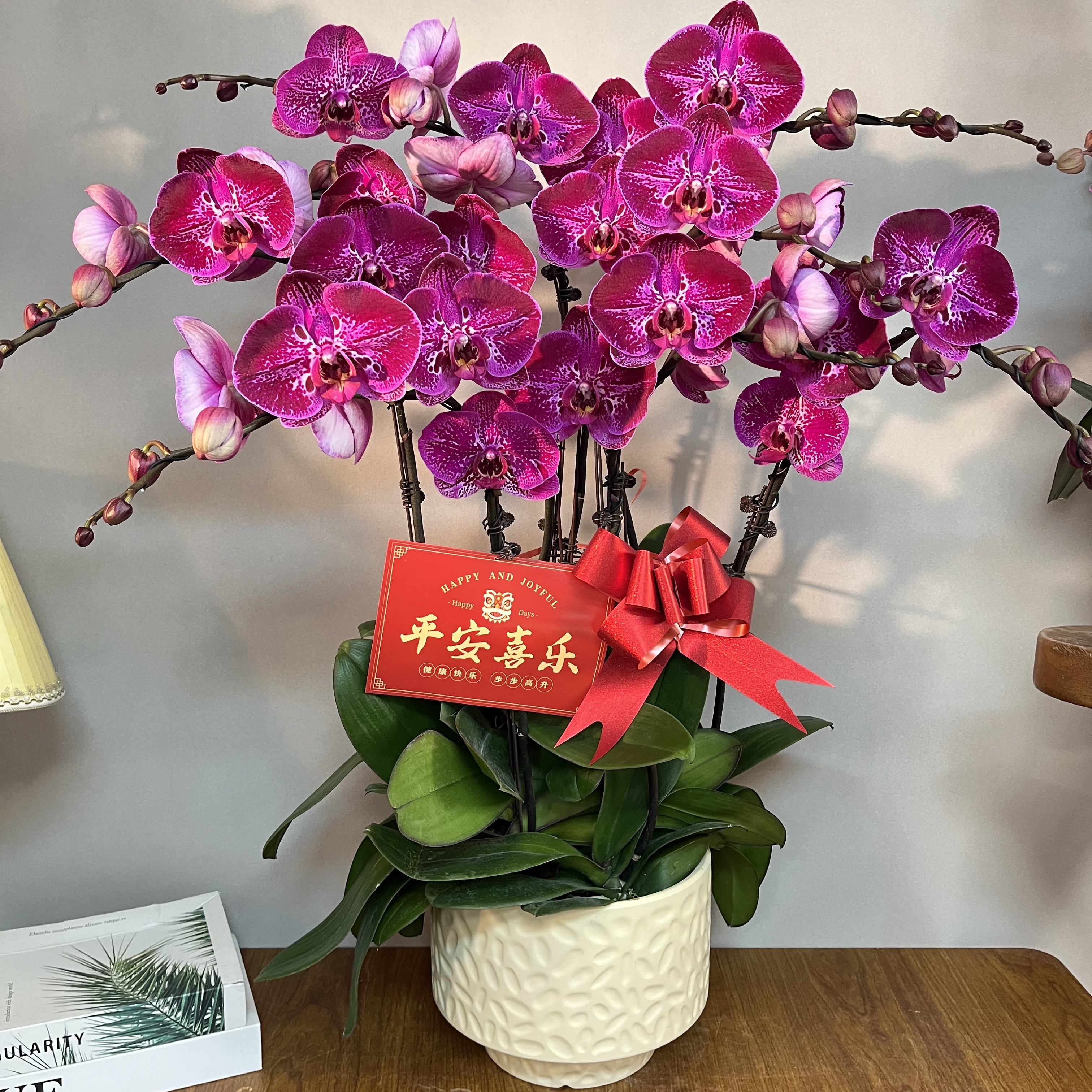 （黑美人）大红花送礼好养耐养花期长蝴蝶兰鲜花室内送礼高端花卉