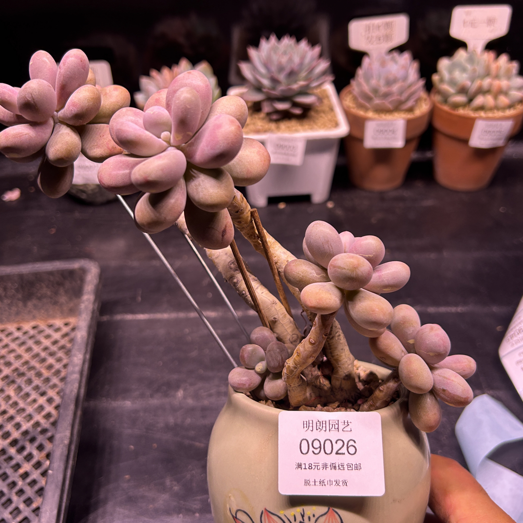 10025一物一拍桃蛋老桩满18包邮非偏远包邮