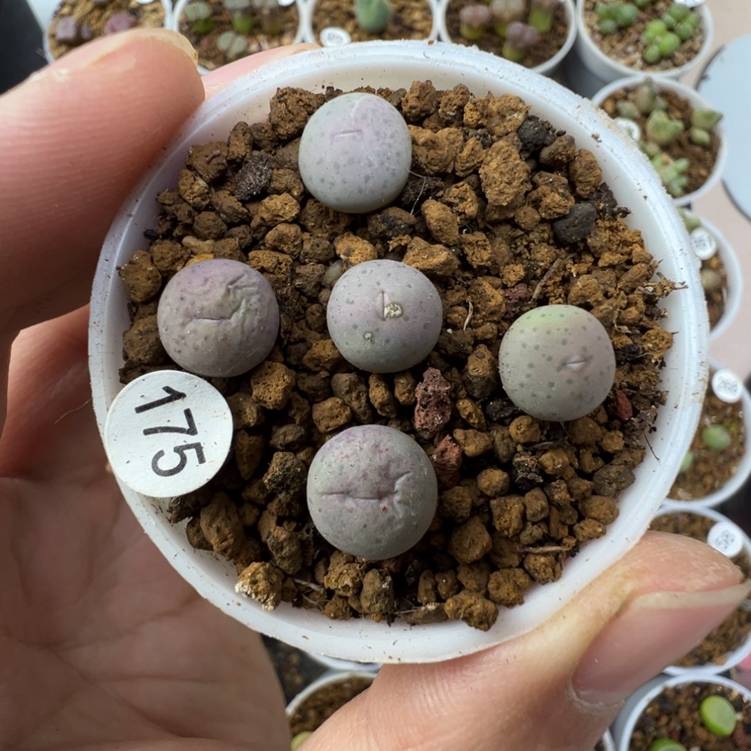 大型奶油嘴一颗脱土1750000