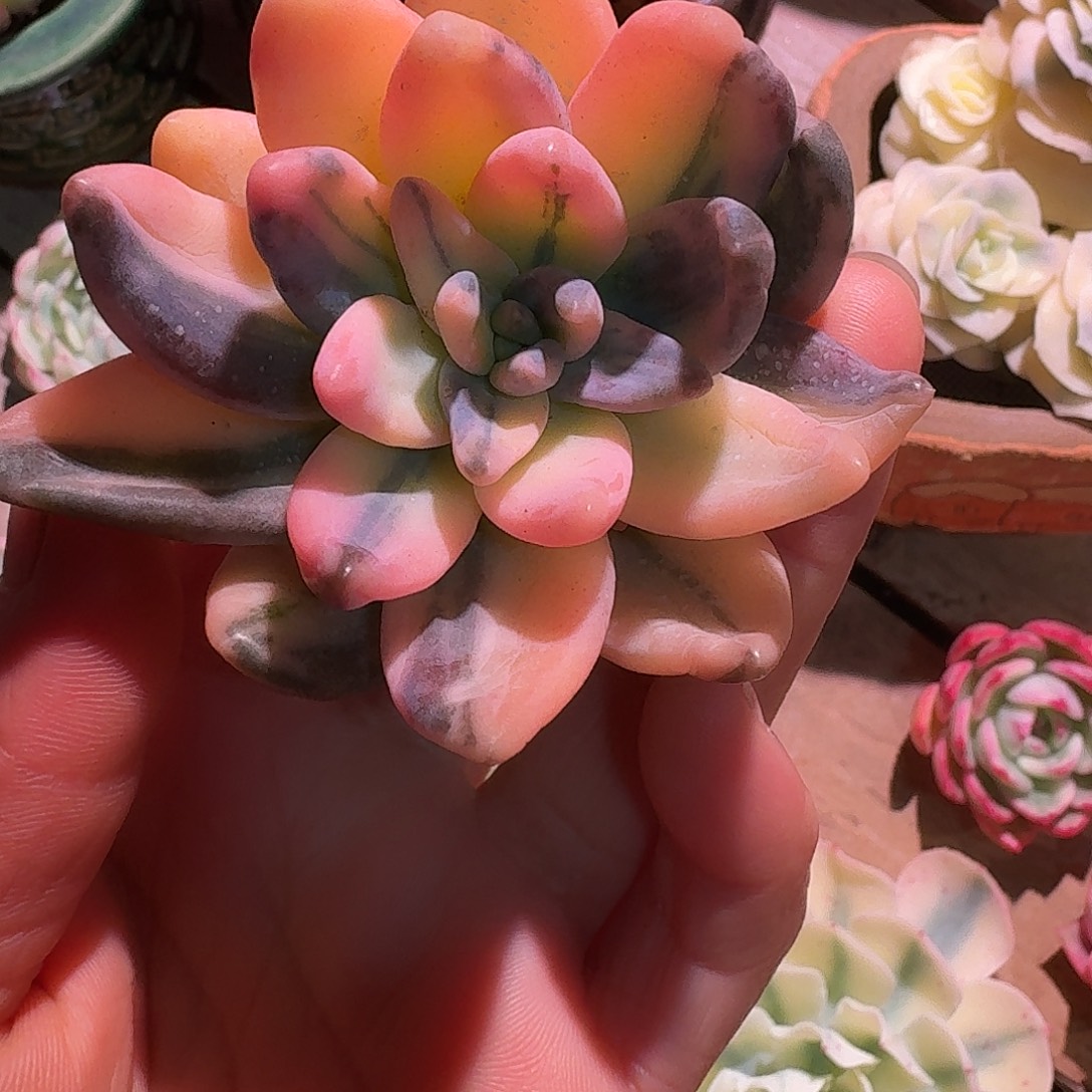 紫丽癜锦多肉多肉