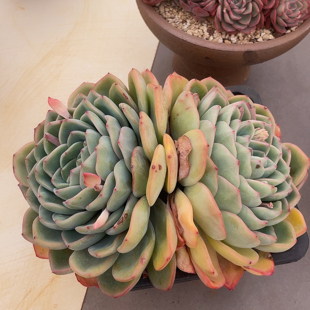 泡芙 多肉多肉多肉