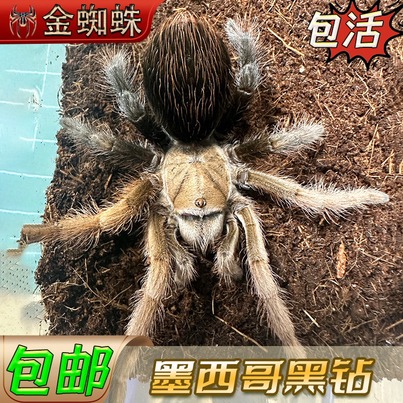 墨西哥黑钻高端收藏aph属小宠物蜘蛛爬宠温顺可上手易饲养寿命长