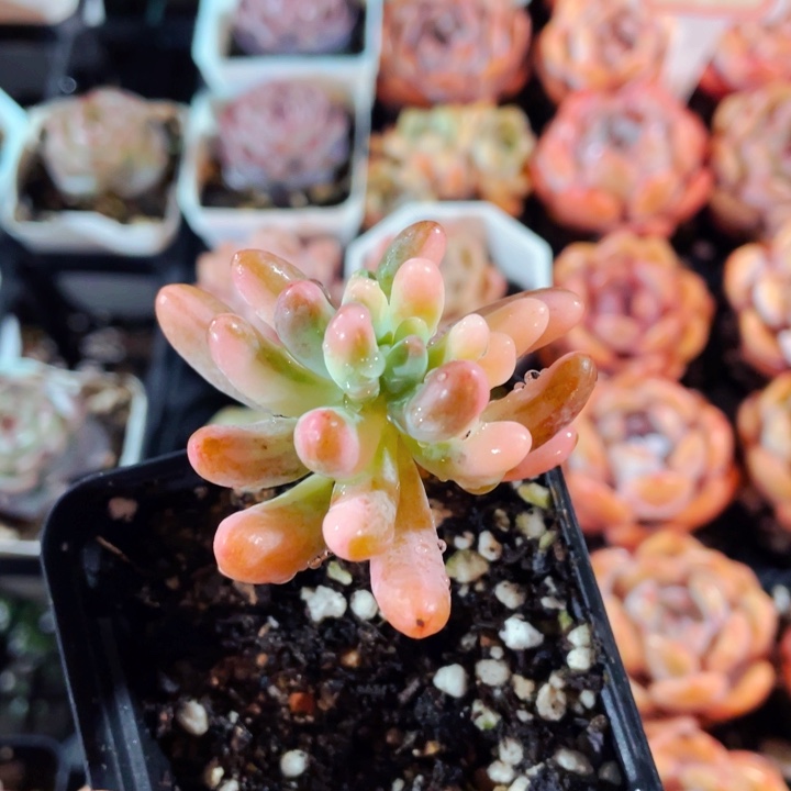 乙女心锦乙女心锦