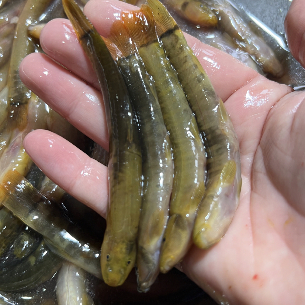 野生钢湫鱼红尾巴2斤速冻顺丰包邮溪流野生鱼真空速冻野生红尾