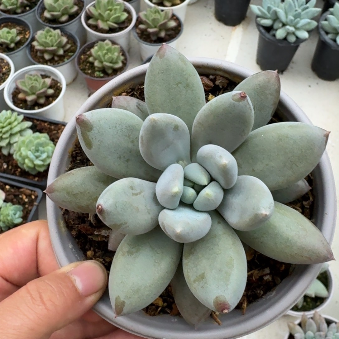 胖体哥特萝莉单头