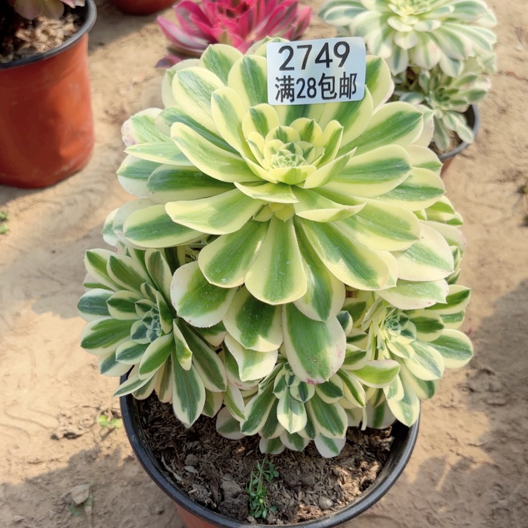 2749---迈巴赫多肉