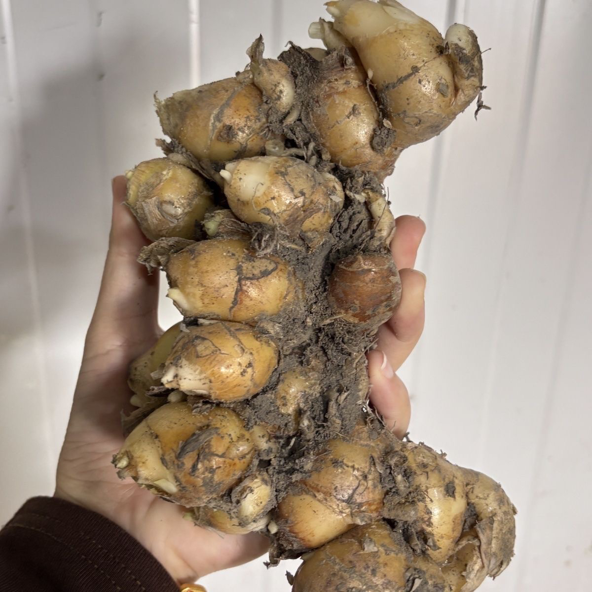 【沙姜】正宗沙姜新鲜现挖白切蘸料农家自种不打药特级配料黄皮沙姜