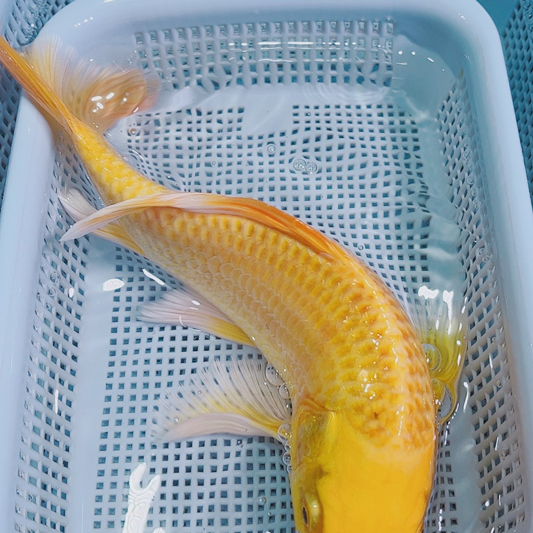 锦鲤锦鲤冷水观赏鱼