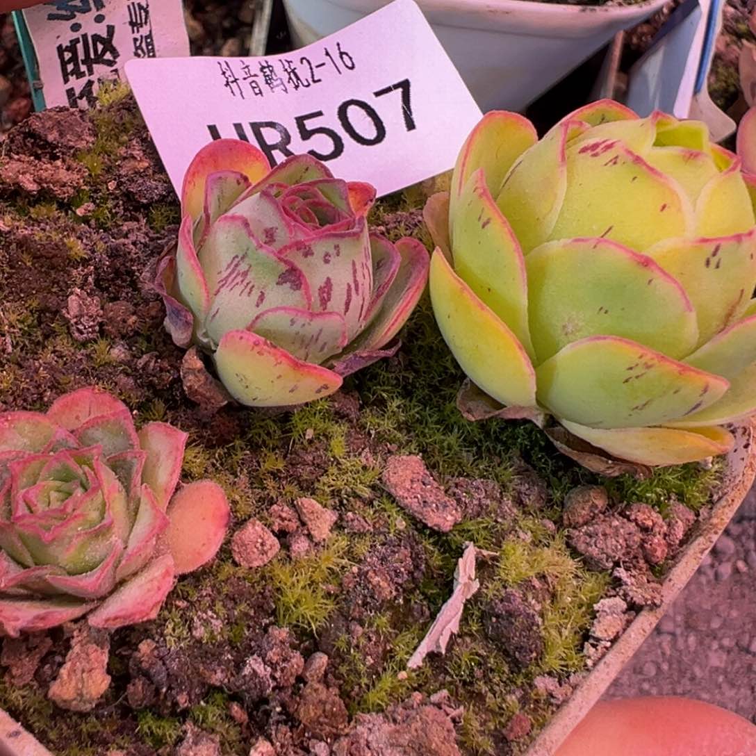 HR507绝色一号侧芽