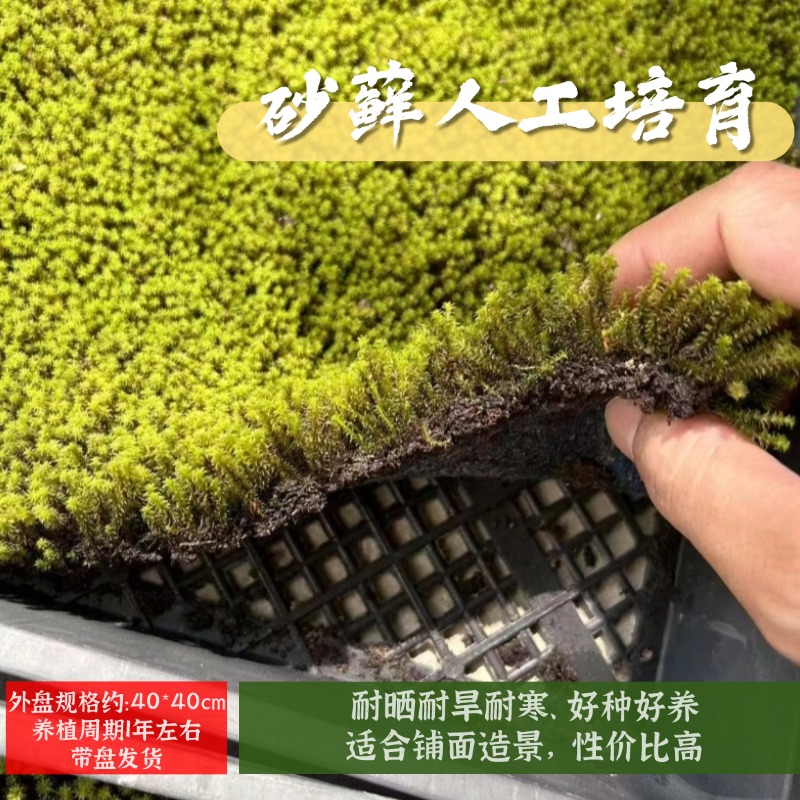 砂藓鲜活耐晒耐寒耐旱户外推荐基地直发鲜活苔藓铺面造景