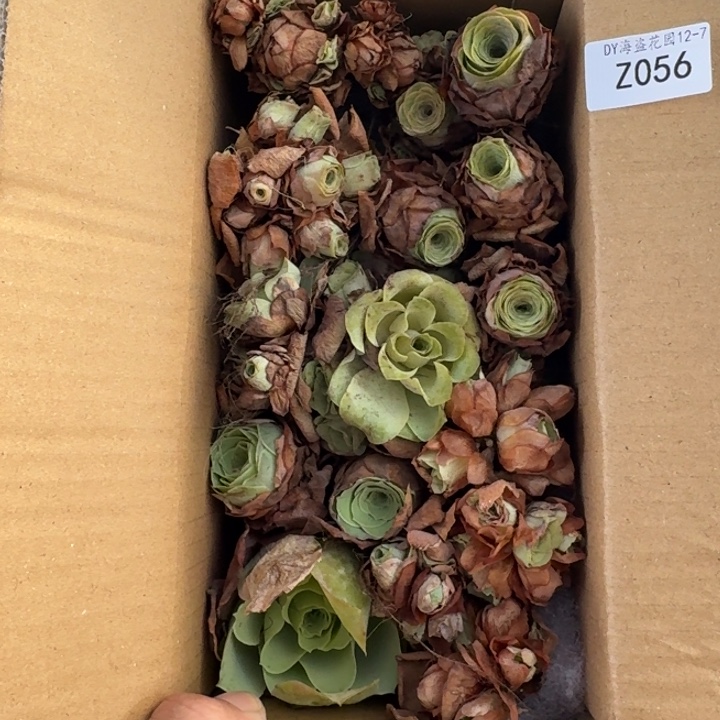 别***风朱056。 山地玫瑰小盒子。   