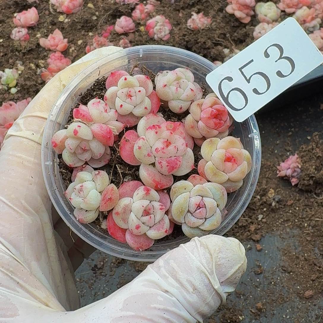 多肉植物多肉植物653