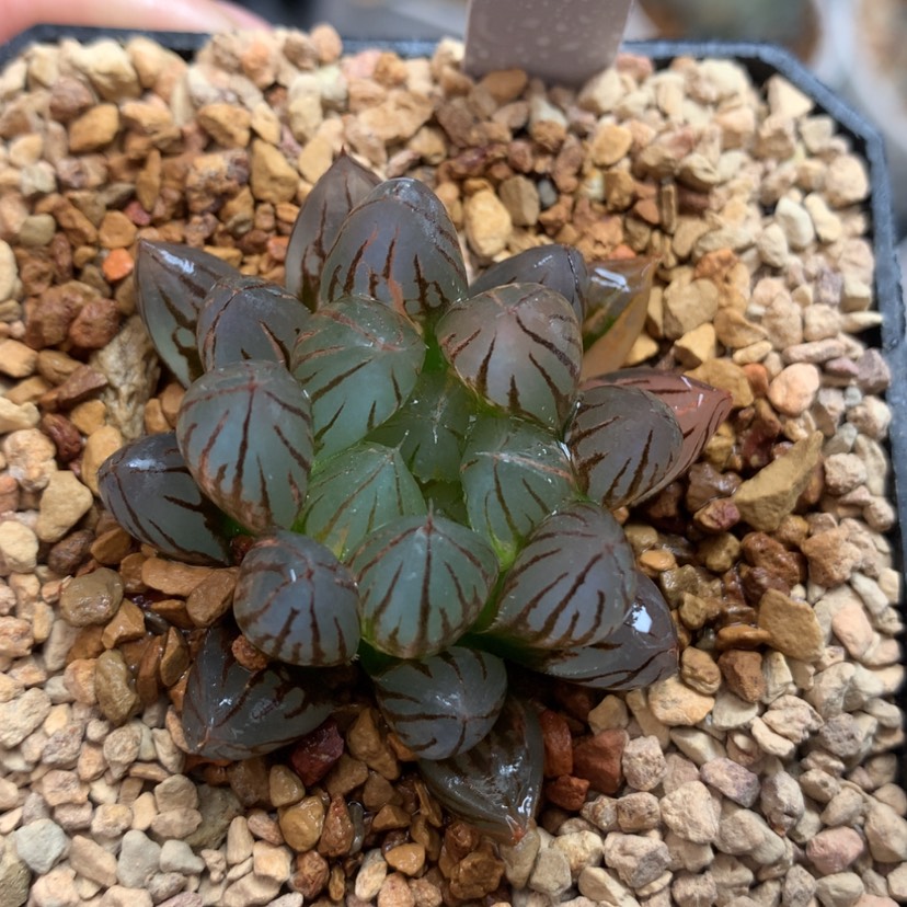 【闪购商品】80霓虹灯玉露