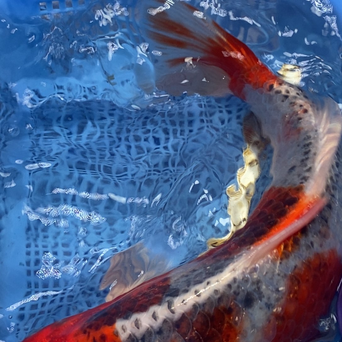 锦鲤冷水锦鲤包邮