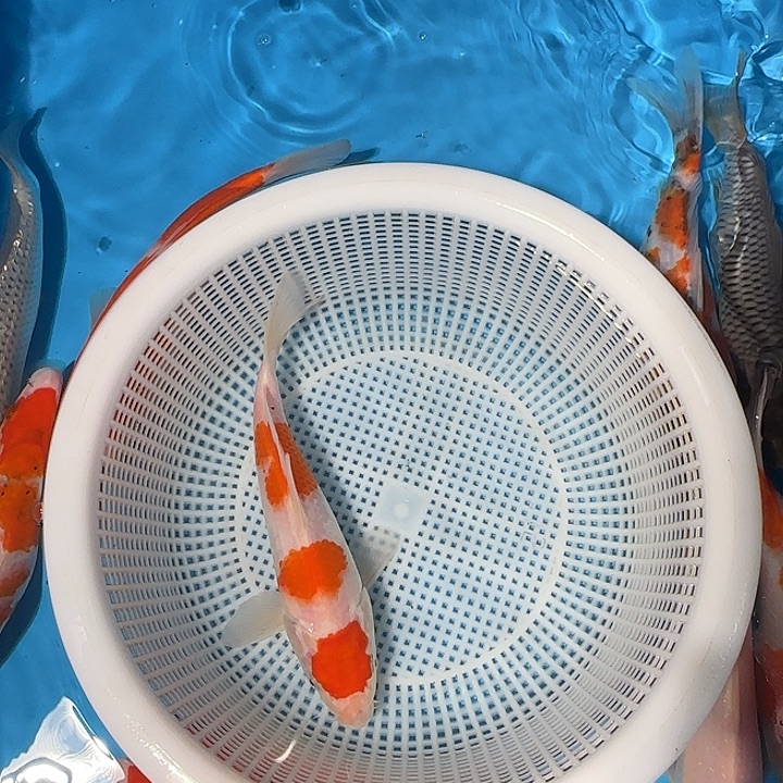 海水锦鲤的故事是
