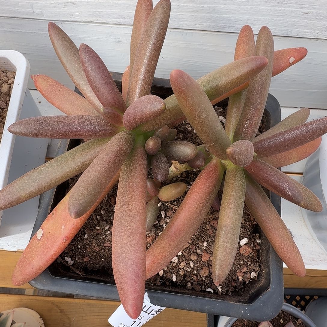 椰子树11111126-117