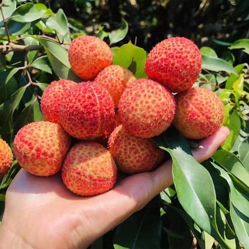 茂名乌叶荔枝5斤荔枝新鲜发货现摘现发皮薄多汁当季水果荔枝同城11荔枝同城送