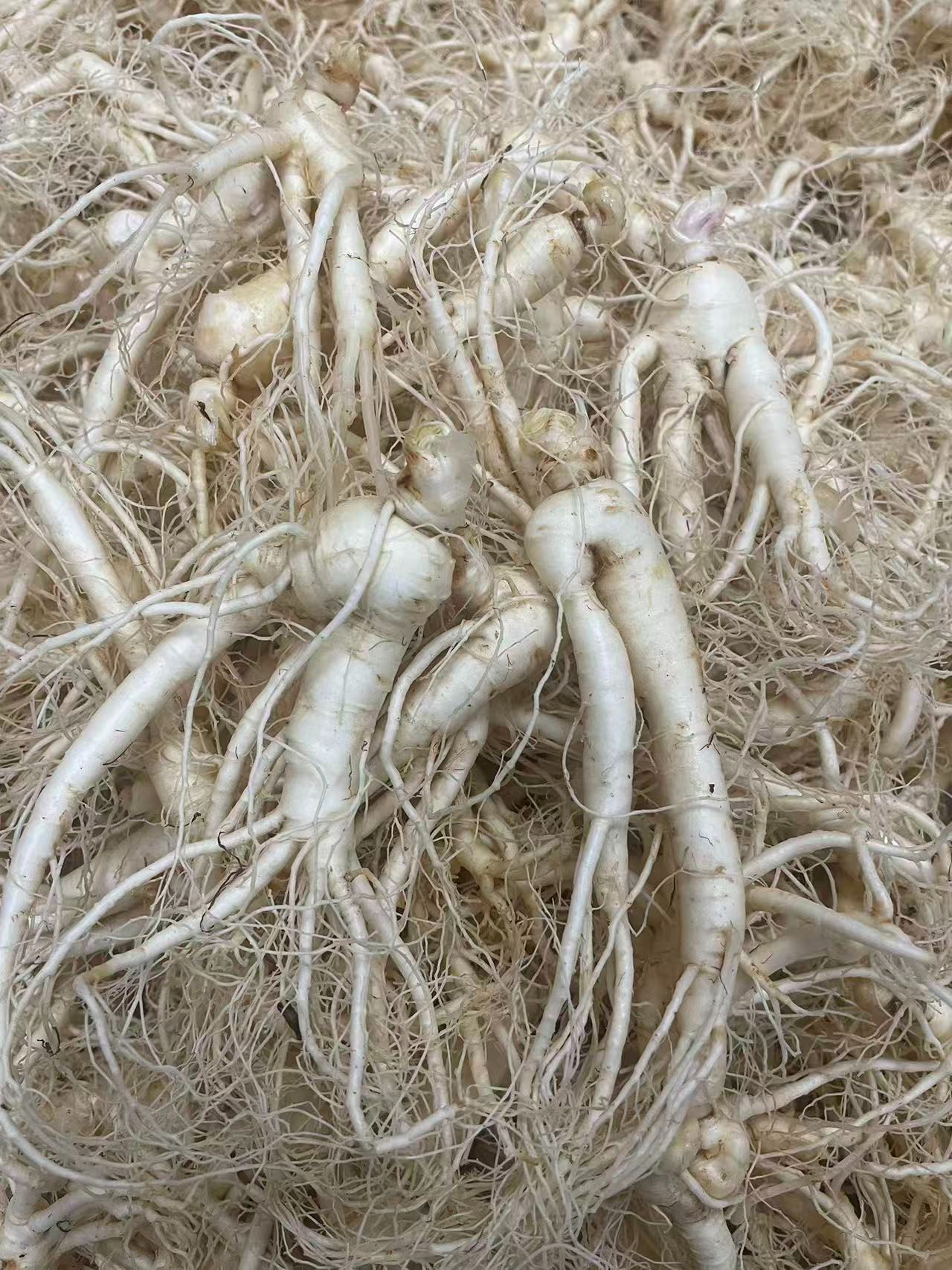 长白山白参须无熏硫参味浓郁可泡茶煲汤泡酒