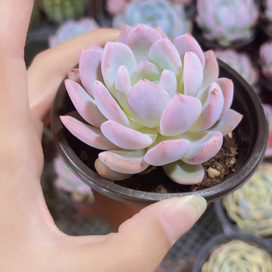 精品大橙子多肉植物
