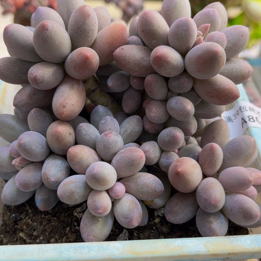 808/10汤圆奶酪多肉植物