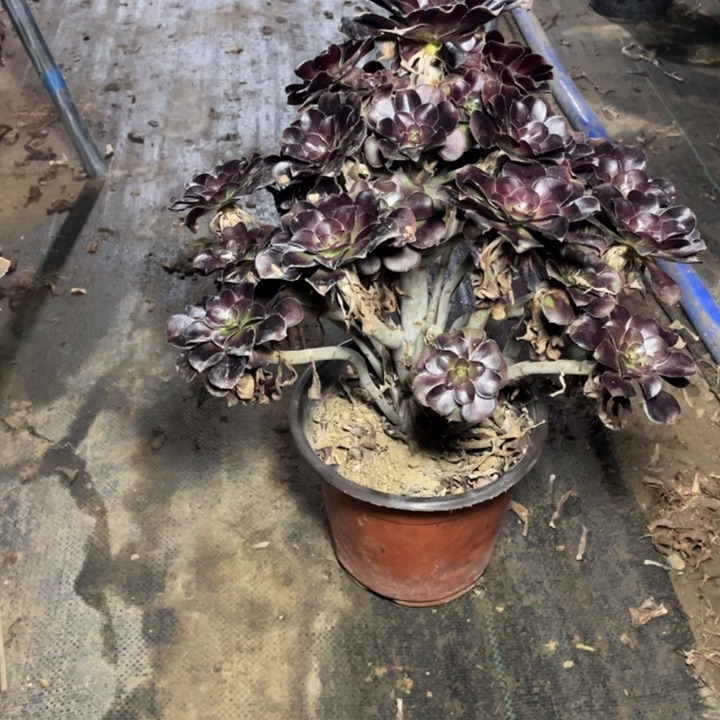 26圆叶多肉多肉植物多肉
