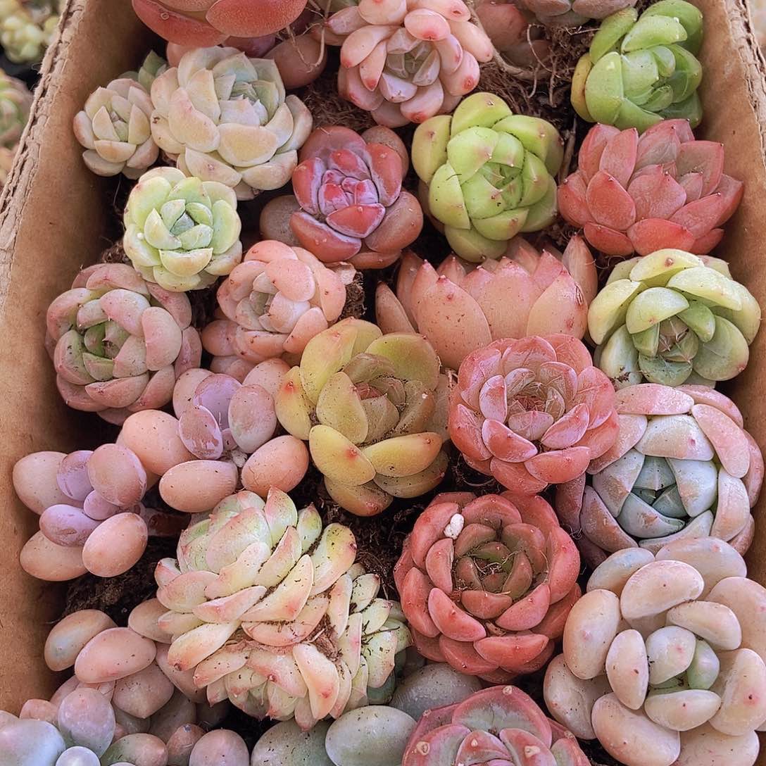 00000000001量拍保底20颗