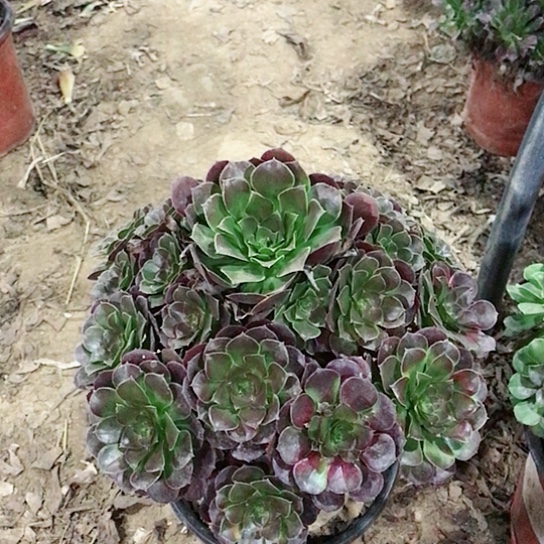 秋***语荷兰玫瑰法师多肉植物17