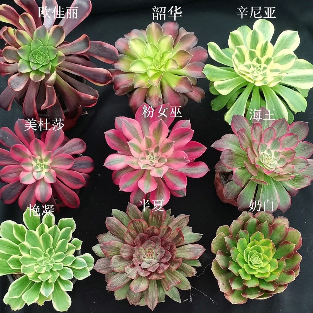 粉女巫美杜莎多肉法师老桩盆栽室内好养绿植花卉