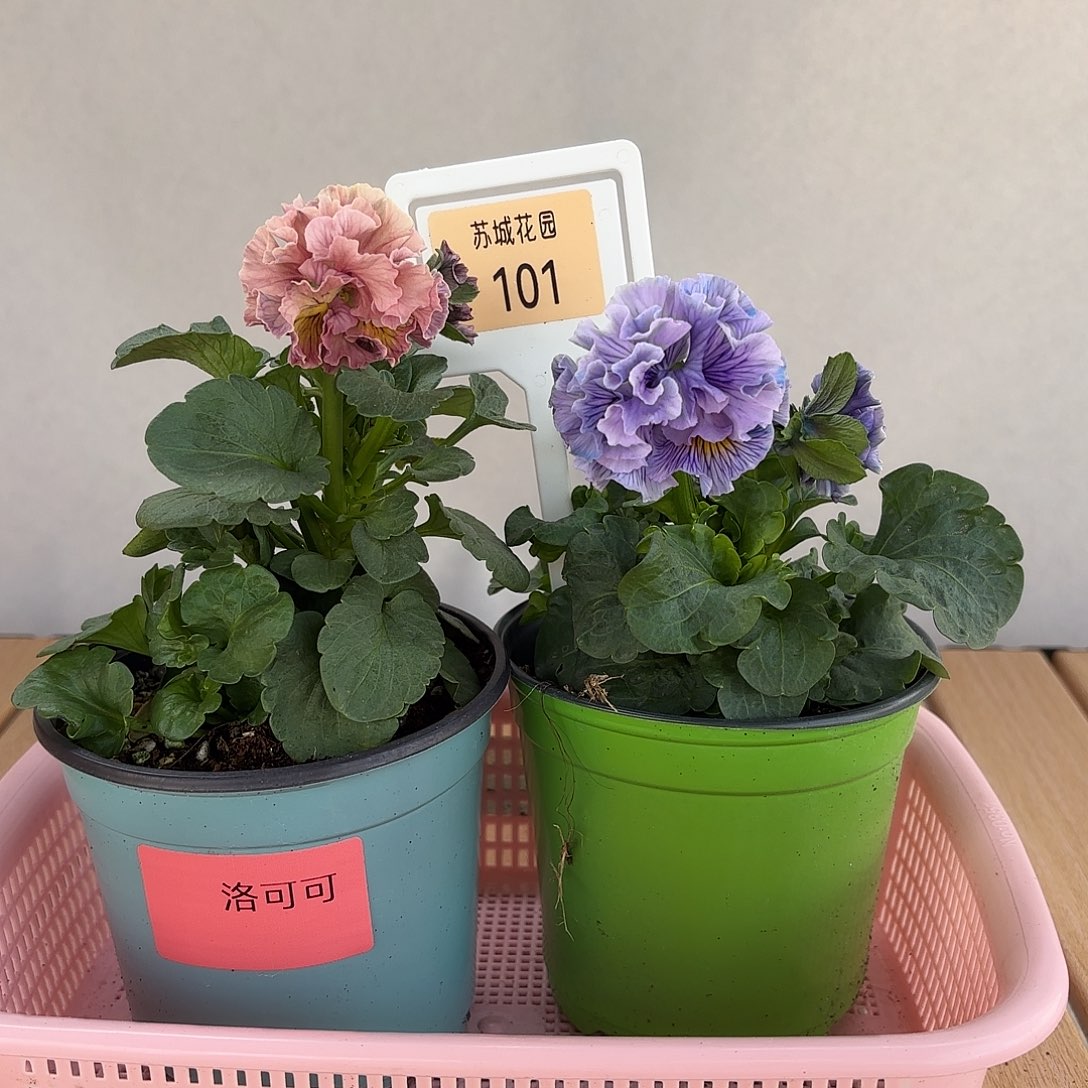 大部分开放少量花苞39.8