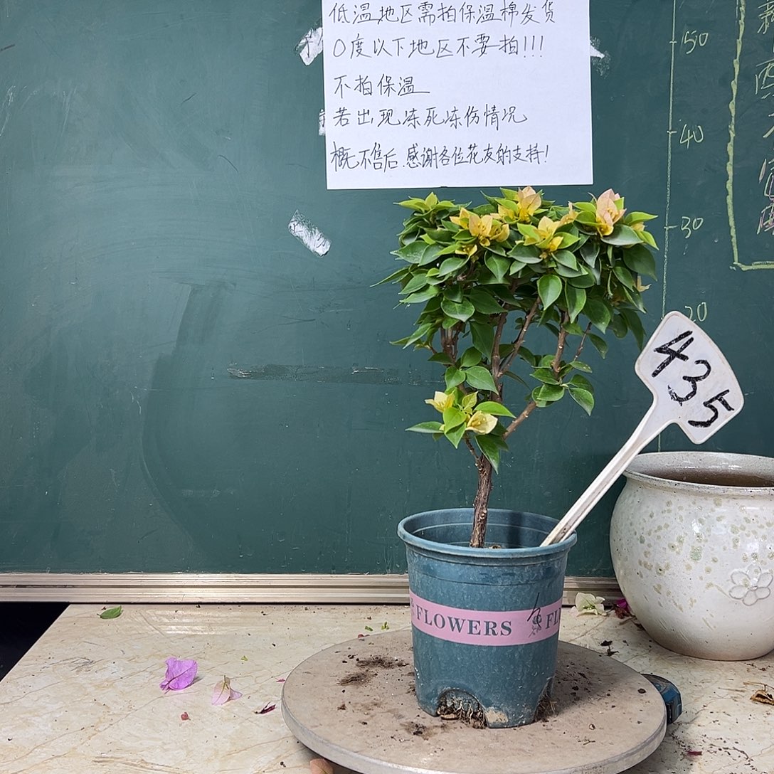 完全开放 塔黄  435