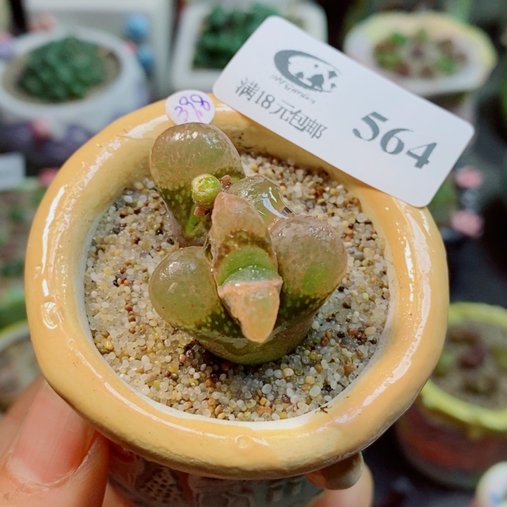 生石花花花花花花花564