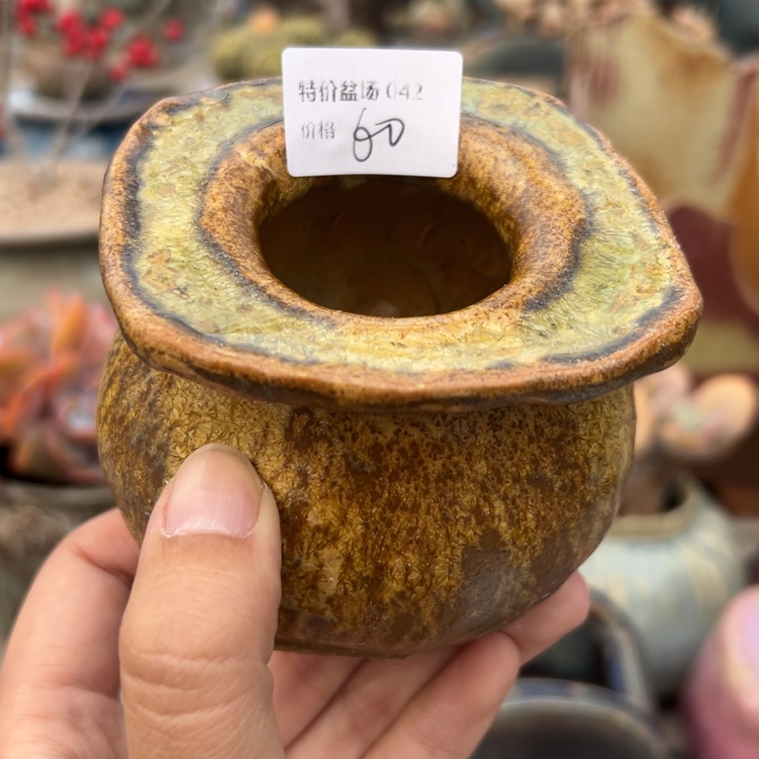 1987多肉植物孤品盆042