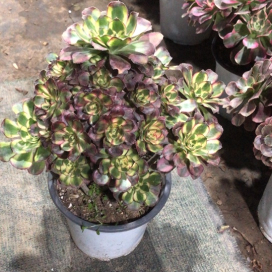 百***园无花朵冰激凌法师多肉植物797号