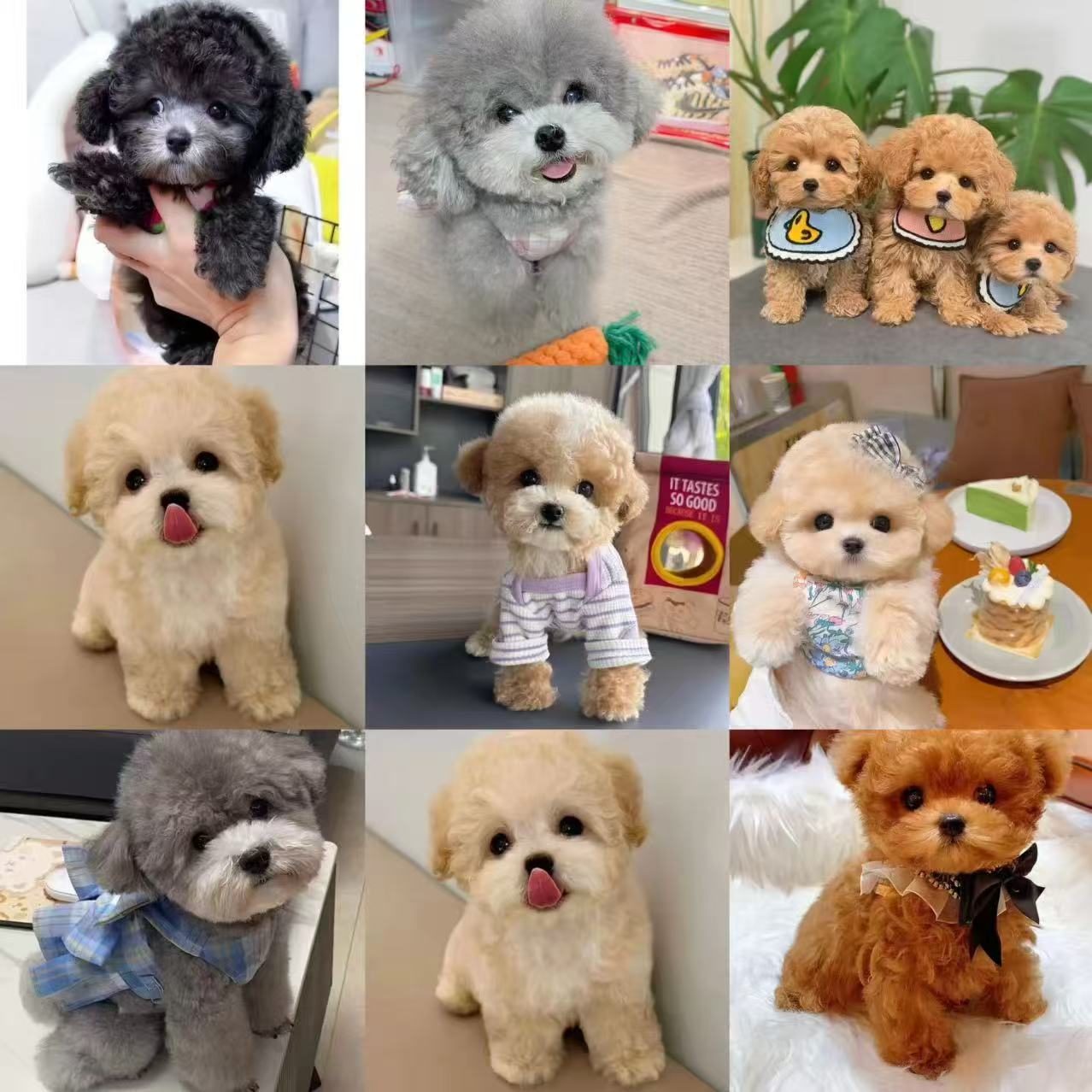 贵宾犬泰迪幼泰迪稀有幼犬灰色红棕色聪明可爱家养温柔香槟小狗狗