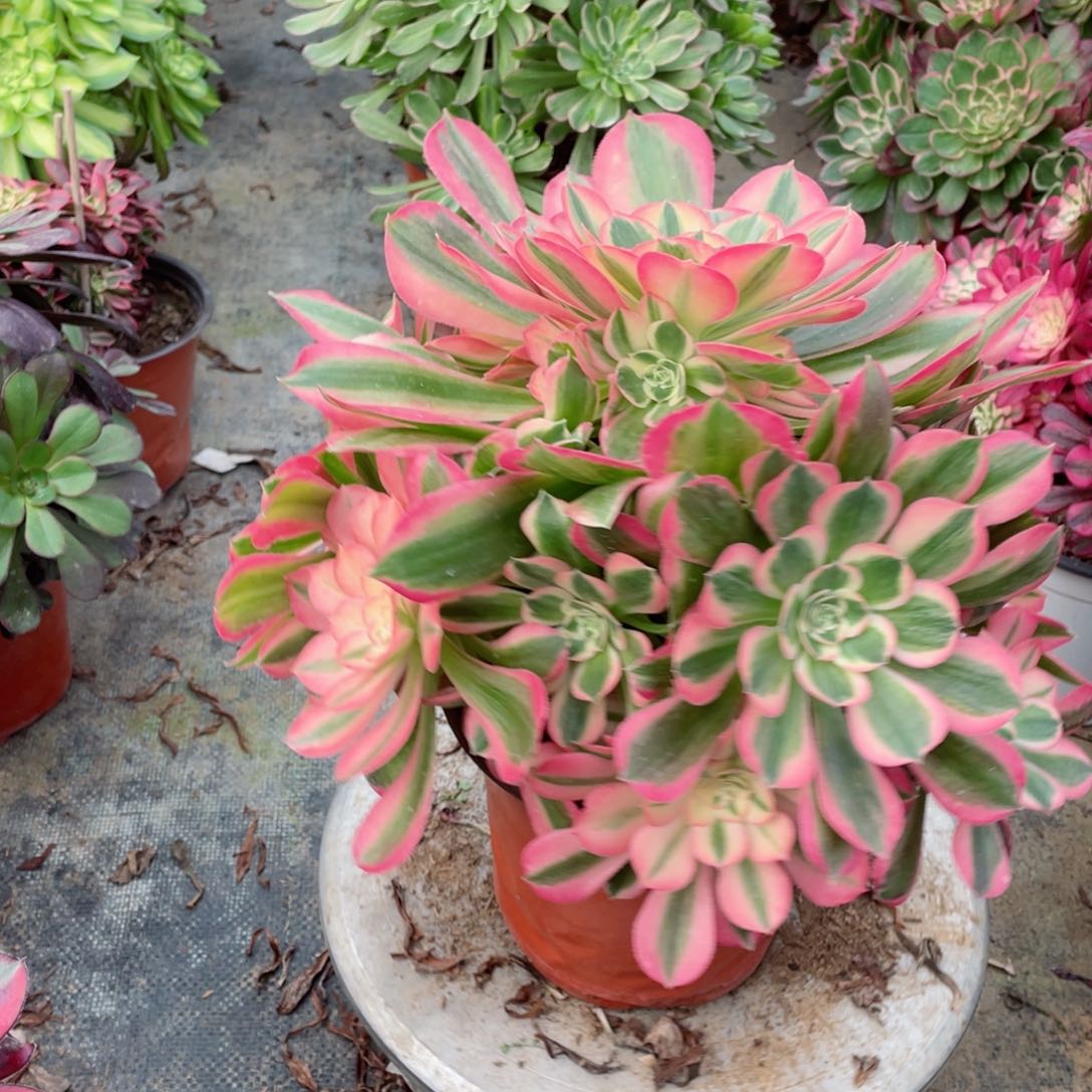 多肉植物粉女郎713 