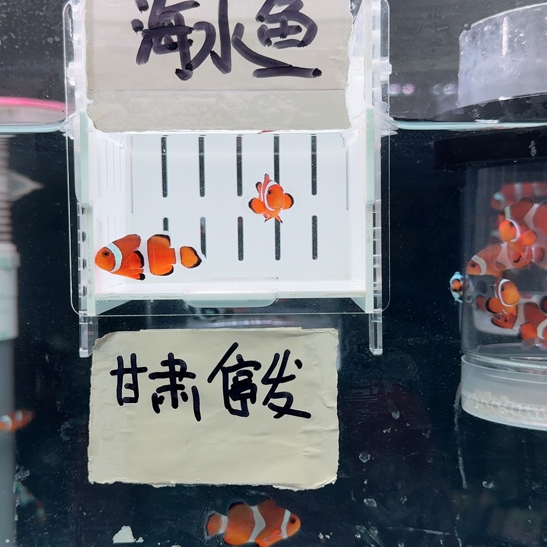 海水鱼3.5-4精品黑边公子一对