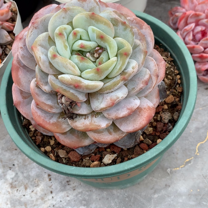 多肉植物橙梦露鲸鱼王
