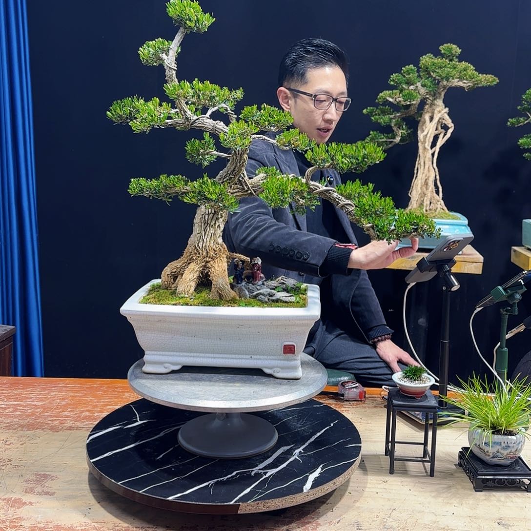 黄杨室内室外盆景艺术