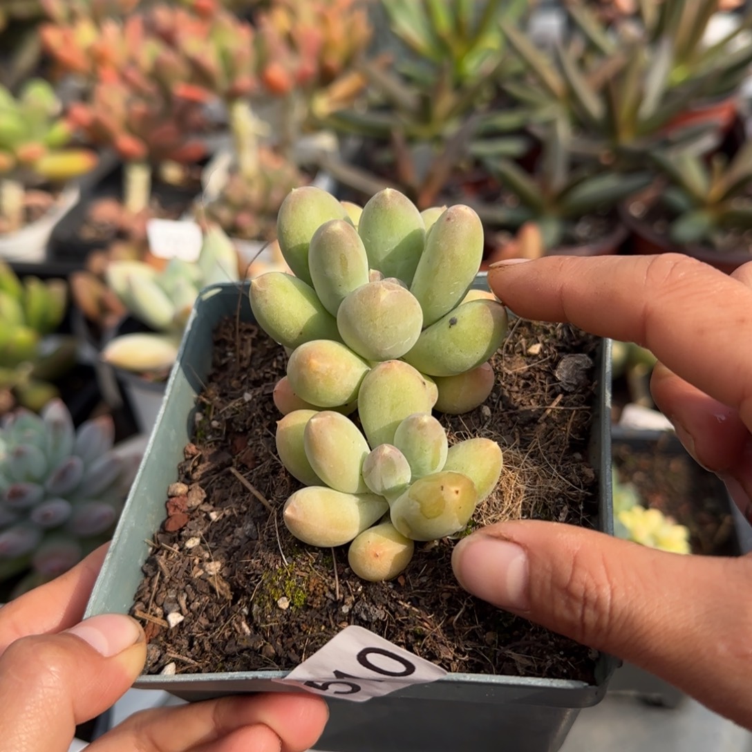 510号一物一拍一物一拍一物一拍