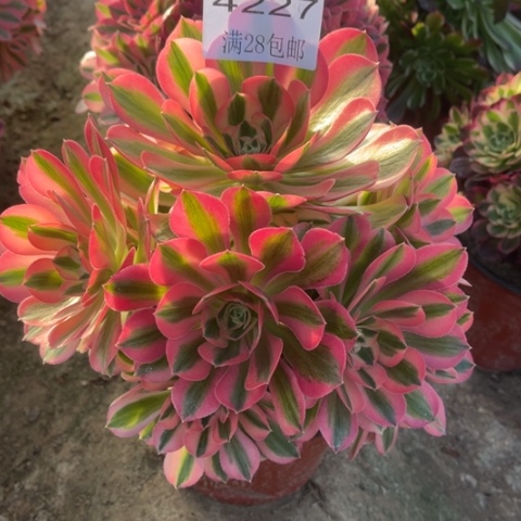 女巫多肉多肉4227