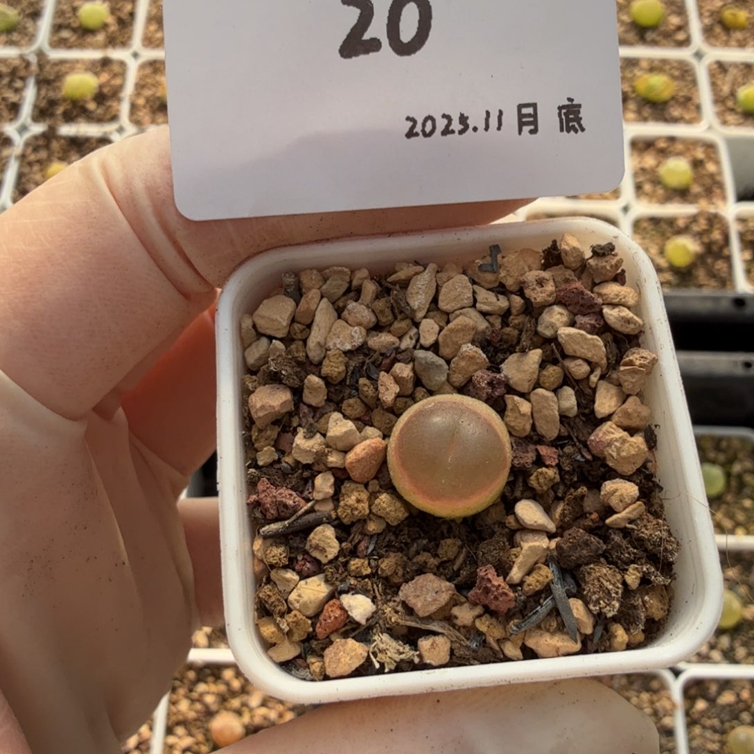 调***球多肉多肉多肉11-020