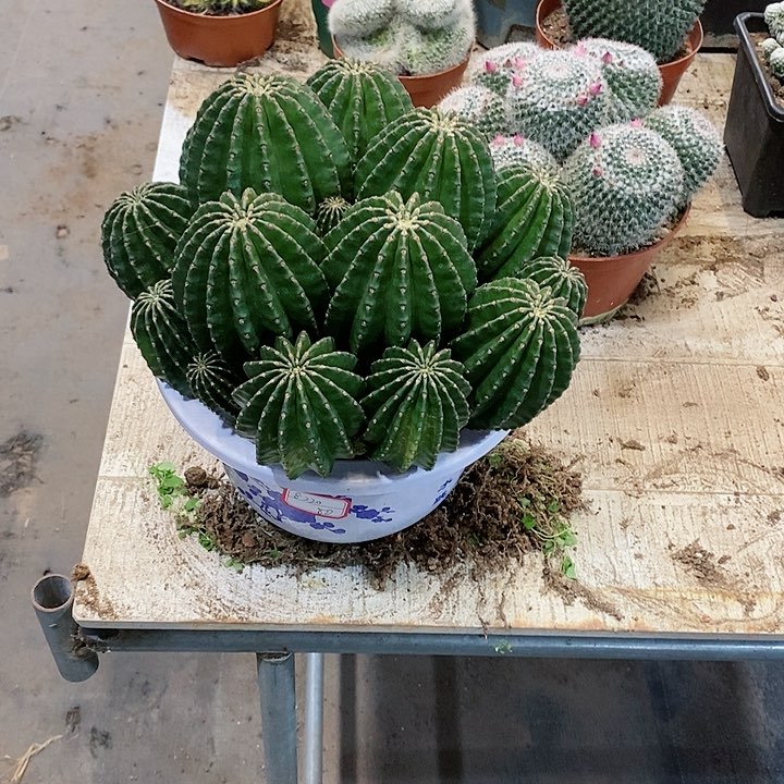 【闪购商品】金刚群生仙人球