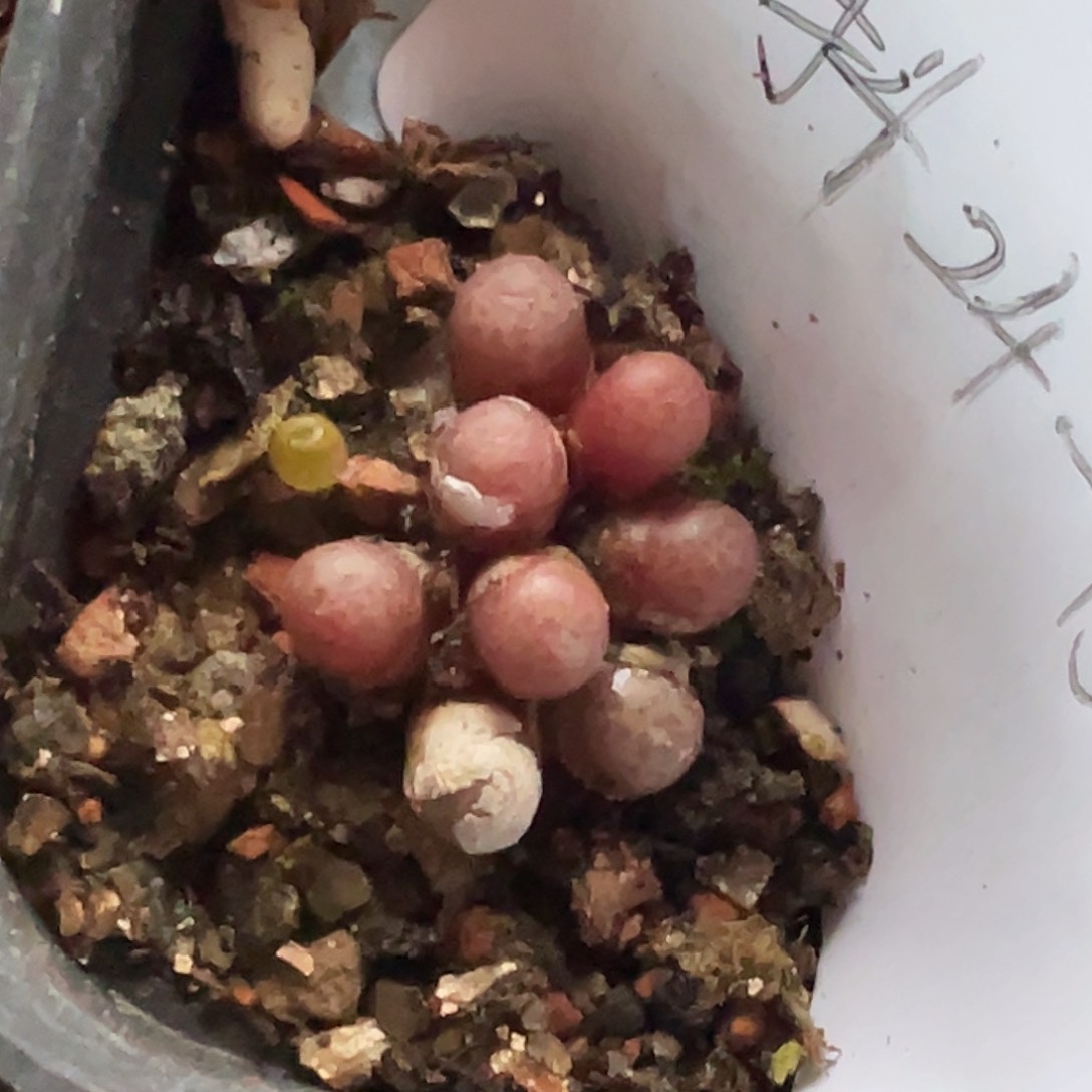 24-132猪皮多肉植物