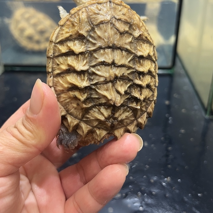 绿毛龟母外塘基因黄金背甲龟龟