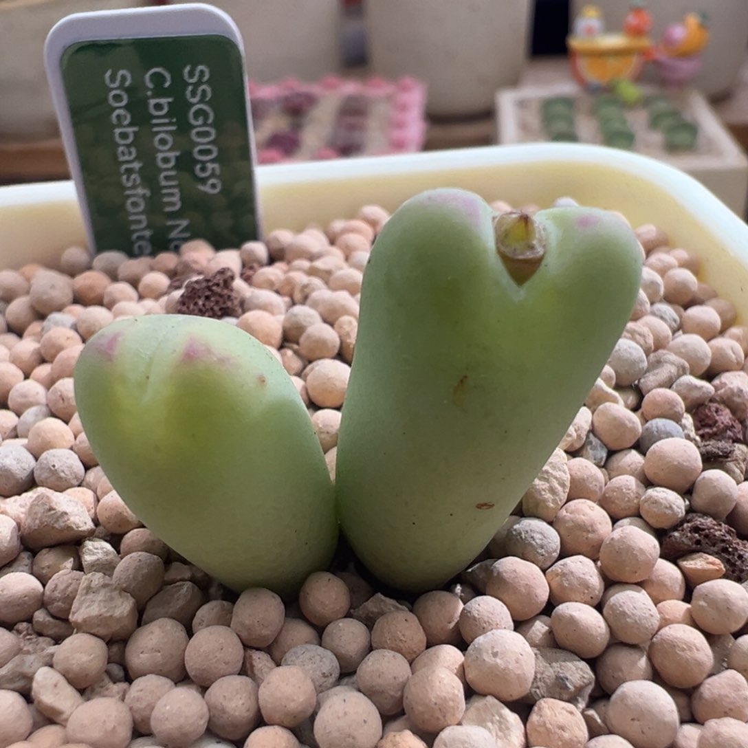 840优选ssg 0059龙猫少将