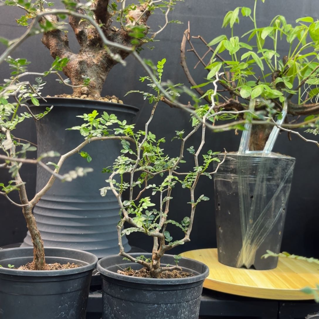 滔天橄榄一物一拍